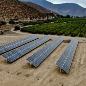 frutos lomai solcor 1